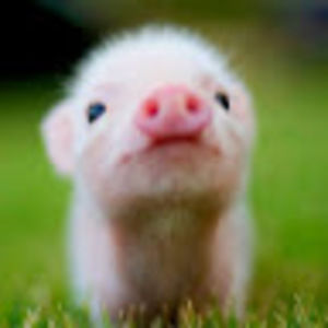 Meet your Posher, Summer